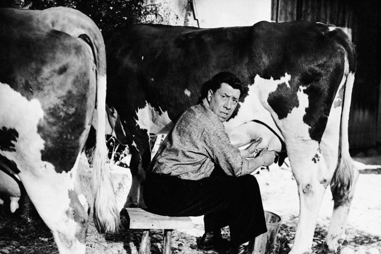 La vache et le prisonnier