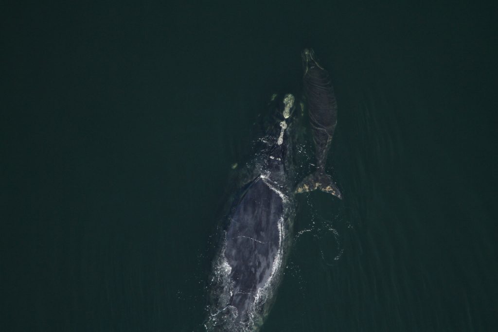 Les dernières baleines noires