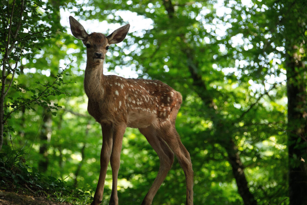 Bambi, l’histoire d’une vie dans les bois